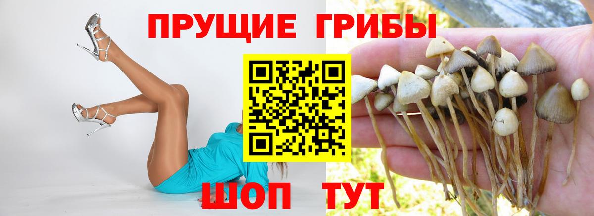 где купить наркоту  Вход с VPN  Братск  Псилоцибиновые грибы Psilocybe  Галлюциногенные грибы Psilocybe 